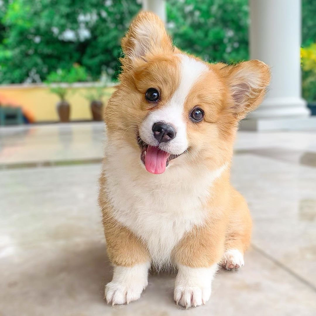 今日のわんこはコーギーの子犬、ベイビー♡いろんなことに興味津々な様子がキュートで、思わず顔がほころんじゃうもっと見