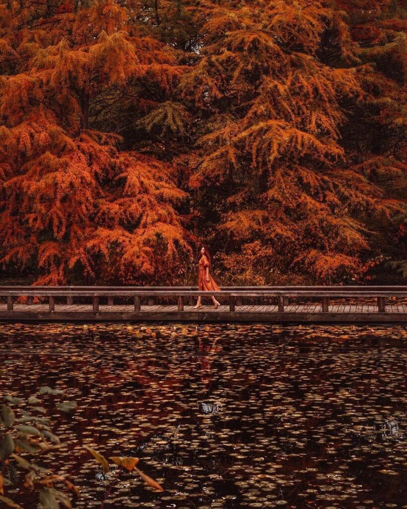 #ELLEtravel 街中でも紅葉が楽しめる時期にけれどコロナもあって積極的にお出かけもできないそこで今日はカナダから美しい紅葉の写真をお届け﻿
﻿
世界の植