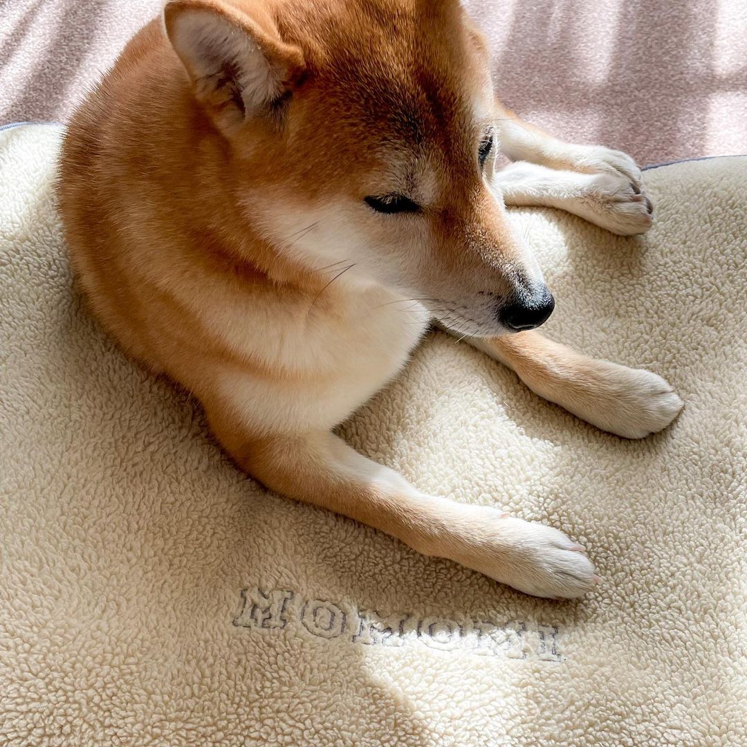 愛犬にもメリークリスマス L L Beanのもこもこフリースベッドを愛犬ももみ 柴犬 1歳 に 一足お先にパパサンタがプレゼント どこでも寝 Magmoe 愛犬にもメリークリスマス L L Beanのもこもこフリースベッドを愛犬ももみ 柴犬 1歳 に 一足お先にパパサンタがプレゼント どこでも寝 Magmoe