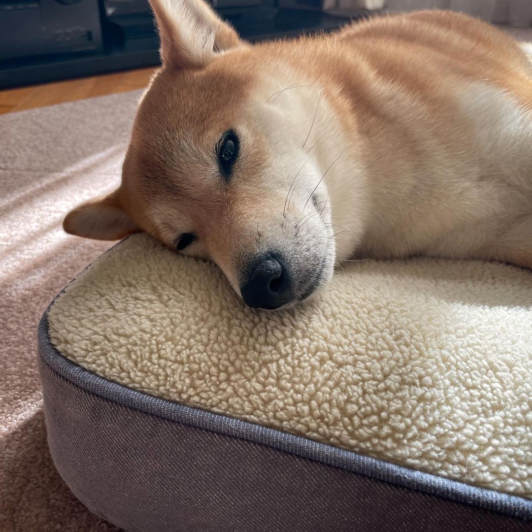 愛犬にもメリークリスマス L L Beanのもこもこフリースベッドを愛犬ももみ 柴犬 1歳 に 一足お先にパパサンタがプレゼント どこでも寝 Magmoe