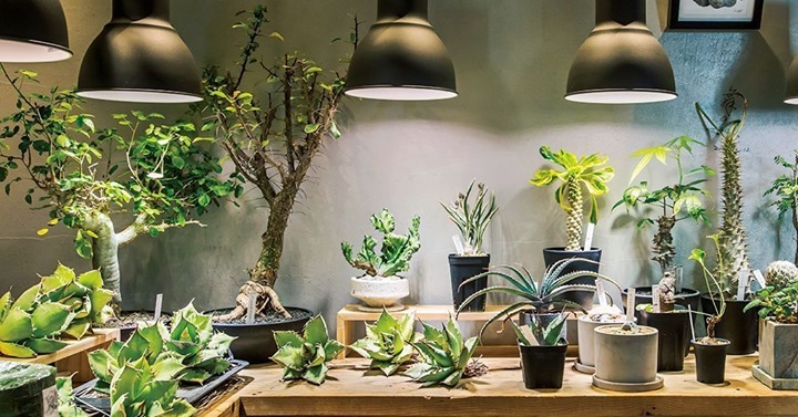 【珍妙な植物で、部屋に自然の景観を生み出す。】⠀
服のパタンナーとして活躍するオーナーが、珍妙な植物にはまってスタートしたスレイブ・オブ・プランツ。インパクトが