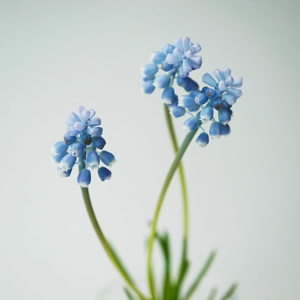 花言葉 Magmoe 花言葉 Magmoe