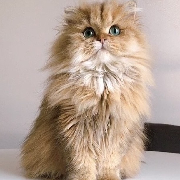 猫界の頂上を目指すスターの卵たちをご紹介 今回は ペルシャ猫のハニーです 長毛猫の代表格で 猫の王様ともいわれるペルシャ猫 プライドが高い一方で のんびりし Magmoe 猫界の頂上を目指すスターの卵たちをご紹介 今回は ペルシャ猫のハニーです 長毛猫の代表格で 猫の王様ともいわれるペルシャ猫 プライドが高い一方で のんびりし Magmoe