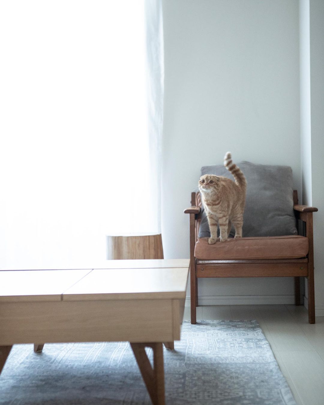 今日は 猫の日 オオスギ アキヒコさんの愛猫と一緒にくつろげる部屋を拝見 猫が飼えることを第一条件に探し続けて ようやく見つけた我が家です 仕事と生活どちら Magmoe 今日は 猫の日 オオスギ アキヒコさんの愛猫と一緒にくつろげる部屋を拝見 猫が飼えることを第一条件に探し続けて ようやく見つけた我が家です 仕事と生活どちら Magmoe