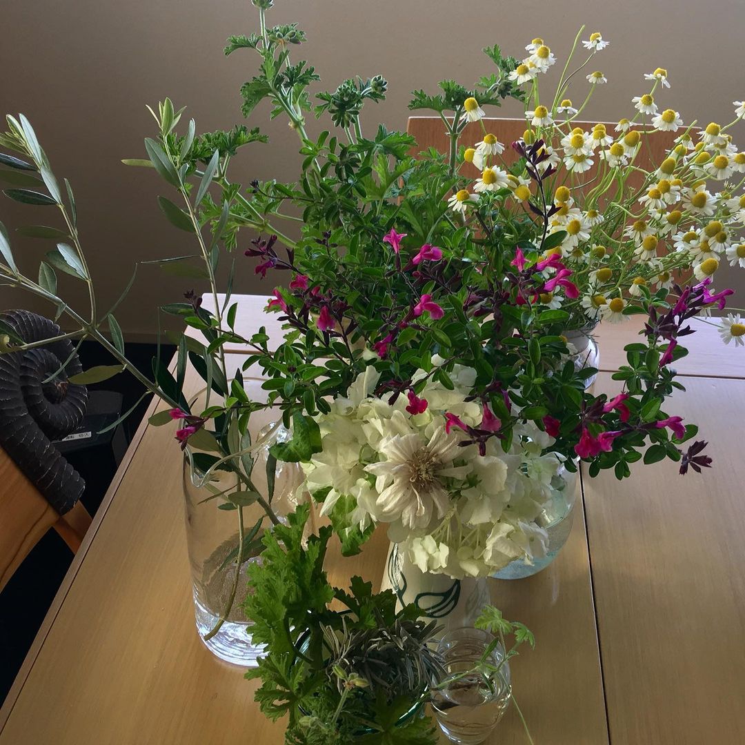 昨日いただいたジャーマンカモミールを古い薬瓶に活けて テーブルに オリーブ ローズゼラニウム チェリーセージ ラベンダー 香りを楽しめる植物をテーブルに Magmoe