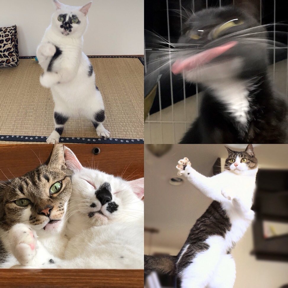 猫さんの 楽しい おもしろ写真を大募集 オヤヂみたいな猫 ダンサーみたいな猫など みたいな猫 というテーマで 猫さんたちの写真を募集します うちの Magmoe