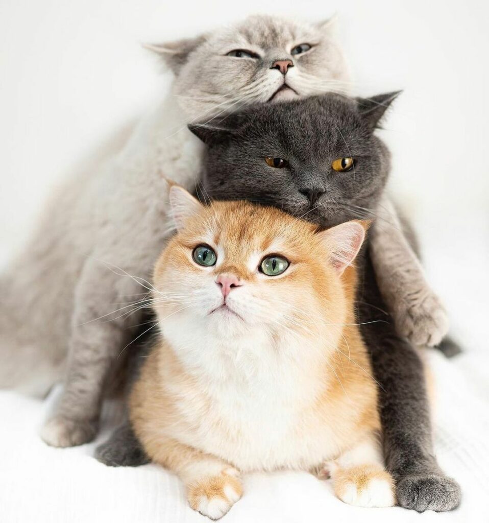 今日の猫は仲良し3匹組のシンバ、エイミー、ミロ一番下のミロのなんともいえない表情が愛おしいけれどお互い信頼し合っている様子が伝わってきてこちらもほっこり♡﻿
﻿