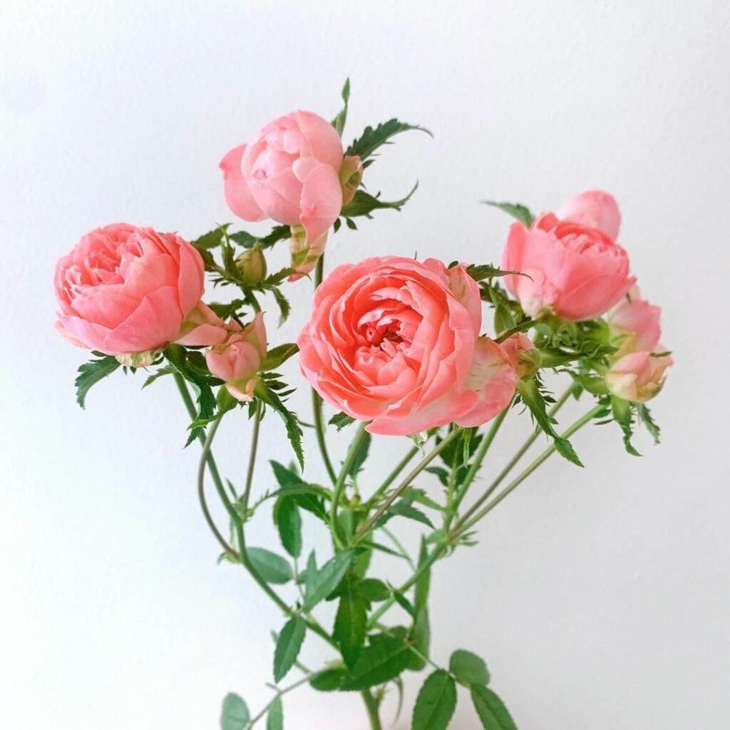 薔薇 Magmoe