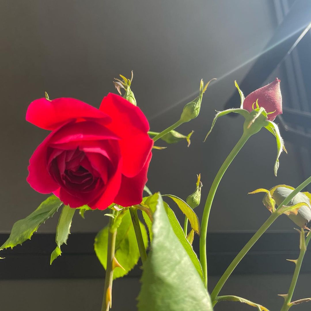 先日 立派なバラの苗木が編集部に届きました お預かりして水やりして待つこと数日 ある日 パッと開いた深紅のバラ 名前を レジェンド オブ ルージュ というそ Magmoe