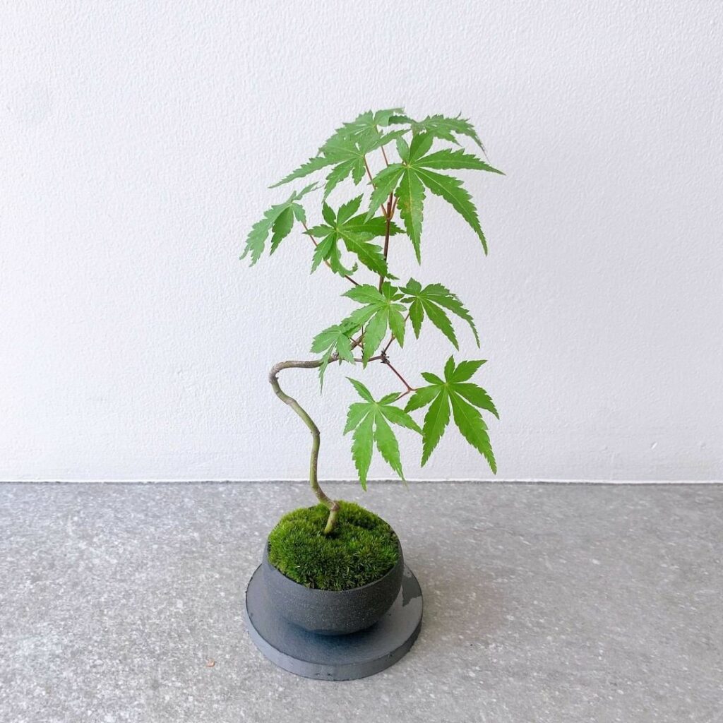 #盆栽、始めました。
正直これまで特に興味はなかったんです。でも家での時間が長くなると癒しが欲しくなるものですね。たまたま品々さんのポップアップに出くわし、スタ