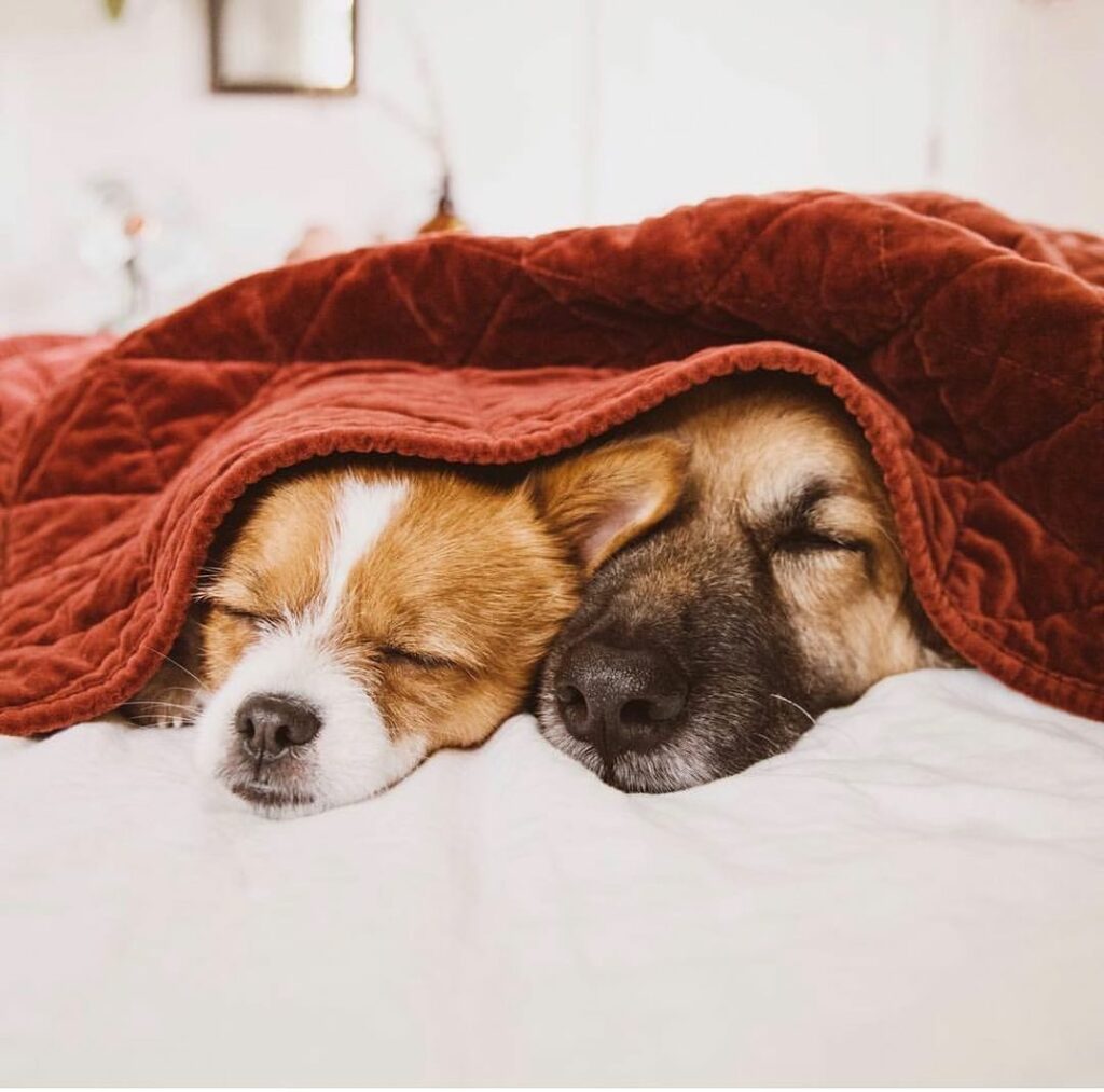 ナッシュビルでフォトグラファーとして活躍するエミリー・ブリンコウは、2匹の犬(エレノアとガス)と1匹の猫(フランキー)とおしゃれな自宅に暮らしているプロのフォト ナッシュビルでフォトグラファーとして活躍するエミリー・ブリンコウは、2匹の犬(エレノアとガス)と1匹の猫(フランキー)とおしゃれな自宅に暮らしているプロのフォト