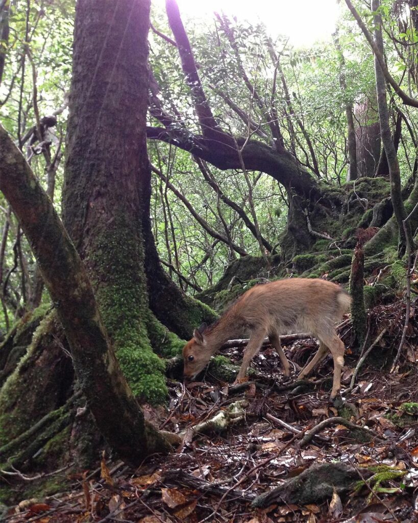 【フィガロジャポンの旅リレー】映画『もののけ姫』の舞台となった白谷雲水峡の苔の美しさとお尻がハートマークの野生の鹿たちに、また会いたい。（編集G） 

皆さんも