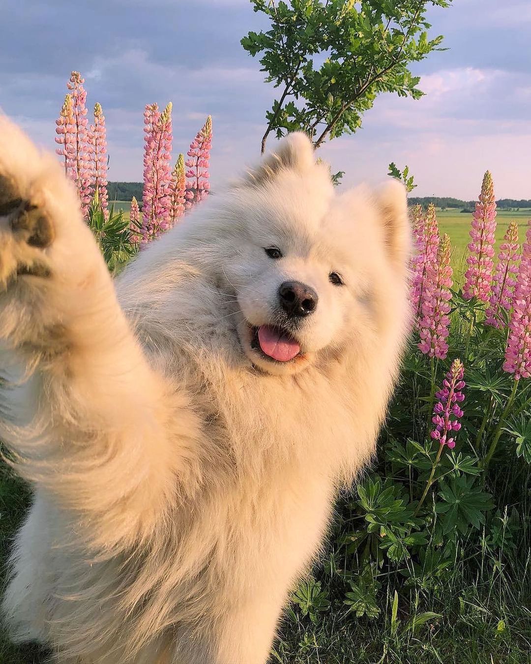 こっちに向かって かまって と手を伸ばしているのは サモエド犬のメルケルサモエド犬は シベリア出身で極寒に耐えられることから 犬ぞりなど極地探検で活躍している Magmoe