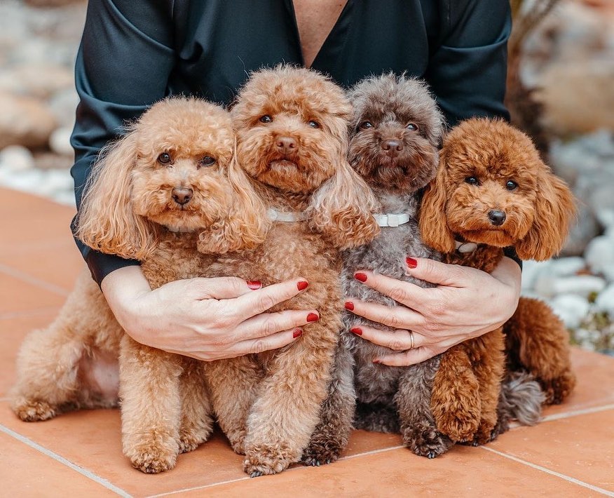 トイプードルブラウン Magmoe