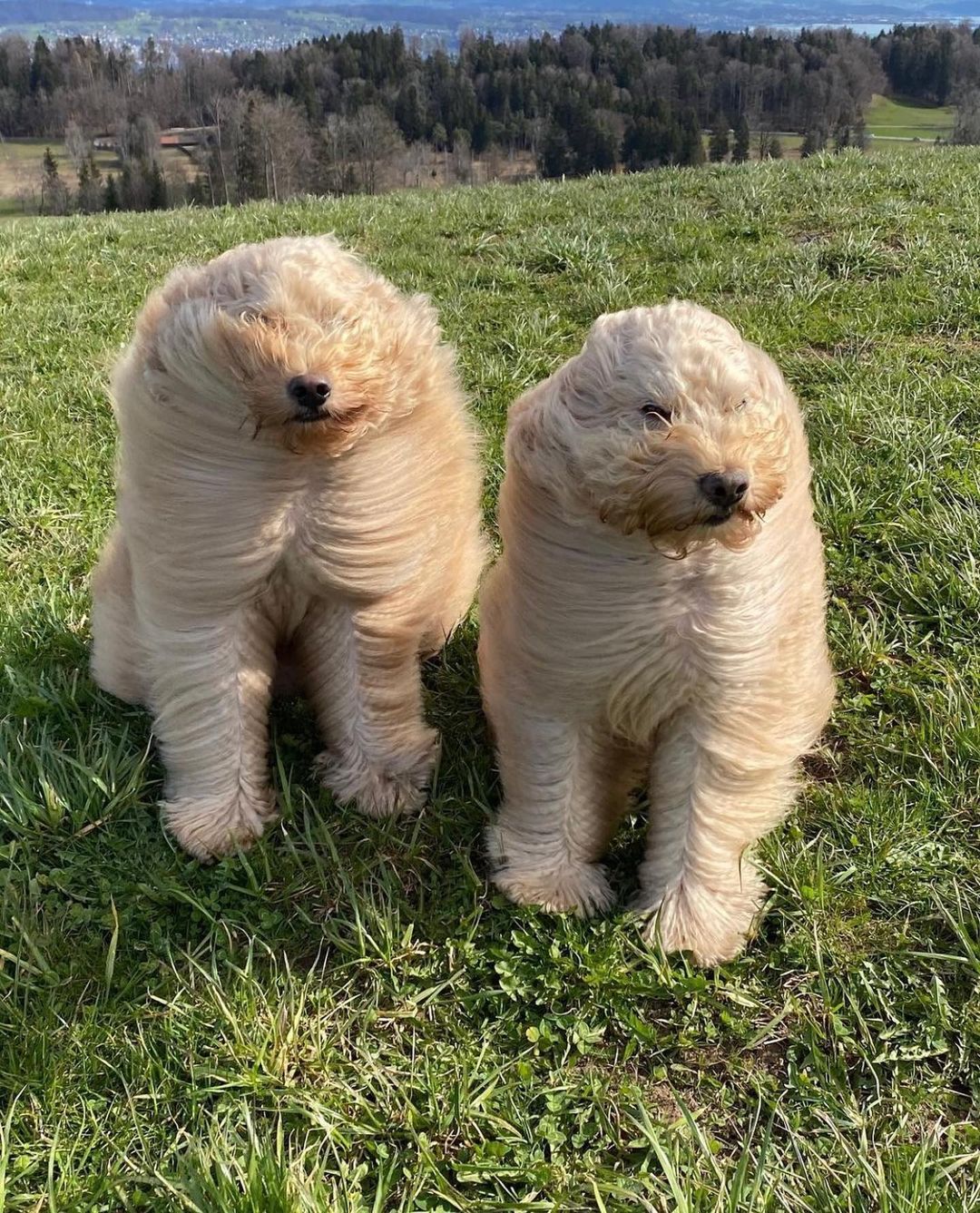 ゴールデンレトリバーとプードルのミックス犬 ゴールデンドゥードルのミアとミロはいつも一緒1年間以上ヘアカットをしていないそうで ふわっふわな触り心地 毛が長いの Magmoe