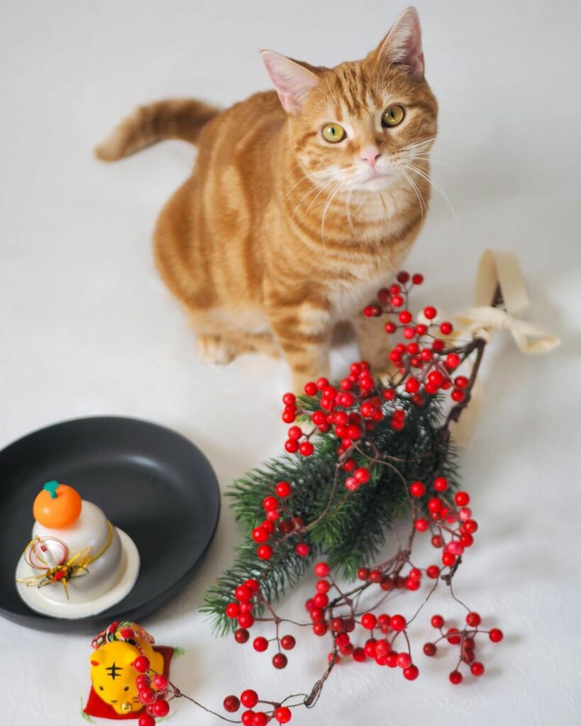 トラ猫と過ごすお正月【猫のつむじちゃん不定期便】
あけましておめでとうございます!
我が家には茶トラ柄のネコ・つむじがいるのですが、「今年はつむじの年だねぇ」 トラ猫と過ごすお正月【猫のつむじちゃん不定期便】
あけましておめでとうございます!
我が家には茶トラ柄のネコ・つむじがいるのですが、「今年はつむじの年だねぇ」