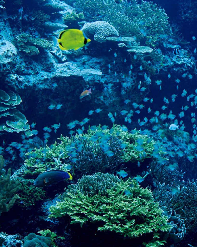 #FRaU_magazine_SDGs

サンゴが減少していると前々からよく耳にするけど、いったい何が問題なのか意外と知らない人も多いのでは!?
そんなサンゴの