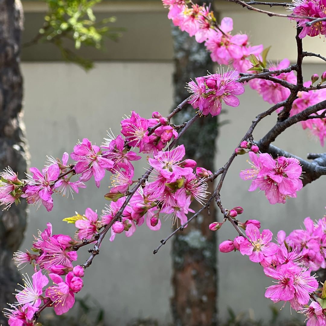 年年歳歳花相似 歳歳年年人不同 里山を歩くこの季節 いつもこの詩を思い出します Spurflower 春 Spur編集g Spur Spurma Magmoe