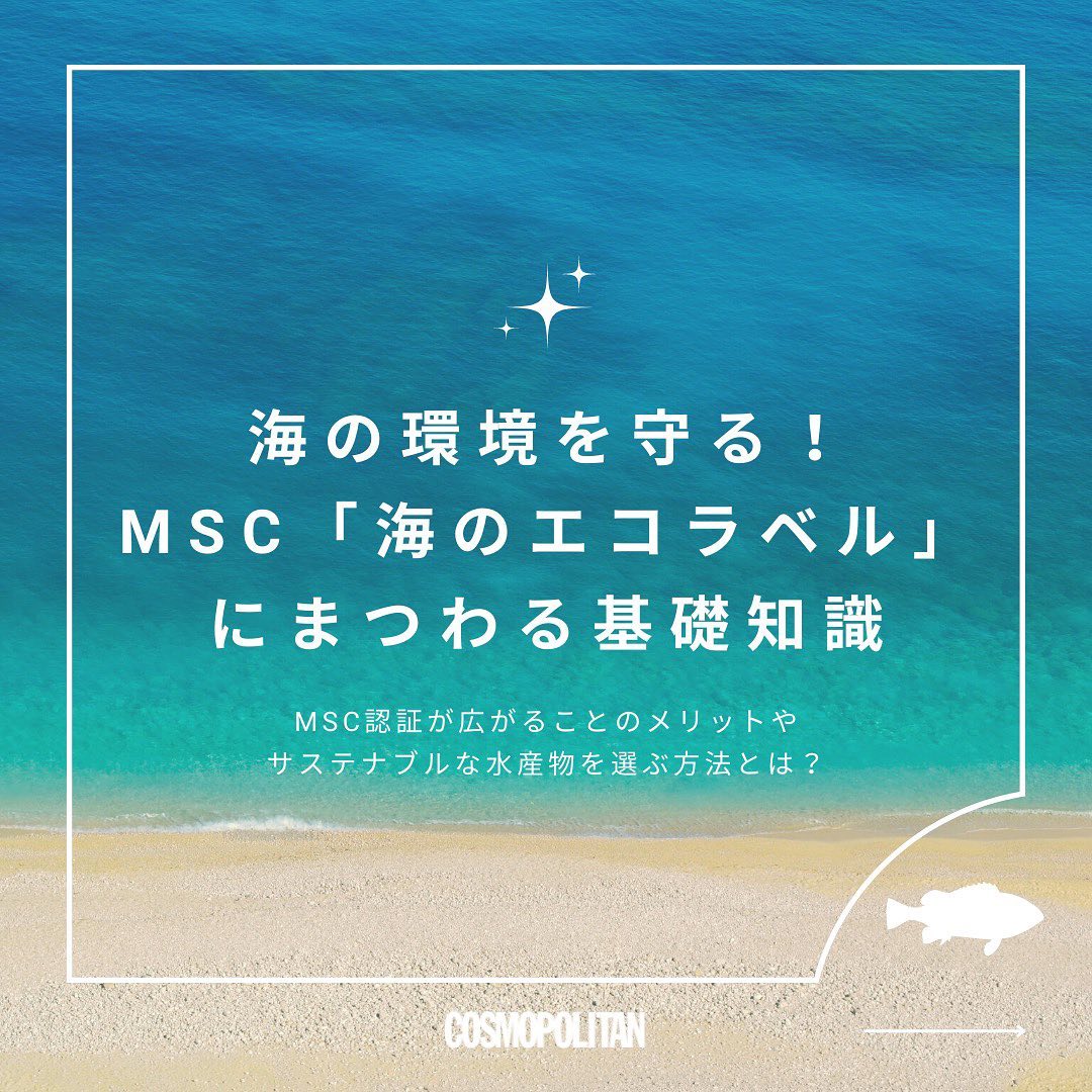 MSC MSC msc-msc