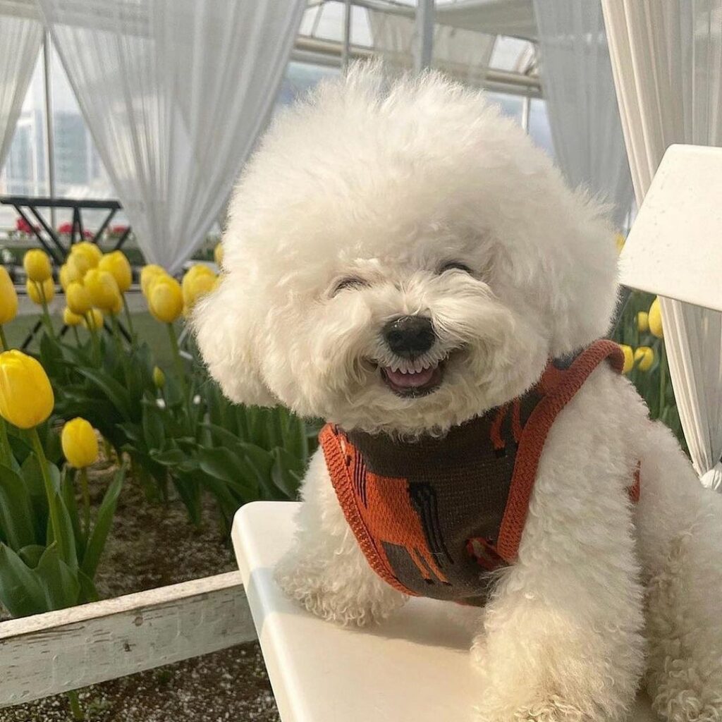 韓国在住のアランはとにかく表情豊か笑うときはにた～っと笑い、怒るときは思い切り威嚇（それもかわいい）ここまで表情が豊かだと一緒にいて毎日が楽しくなりそうぽてっと