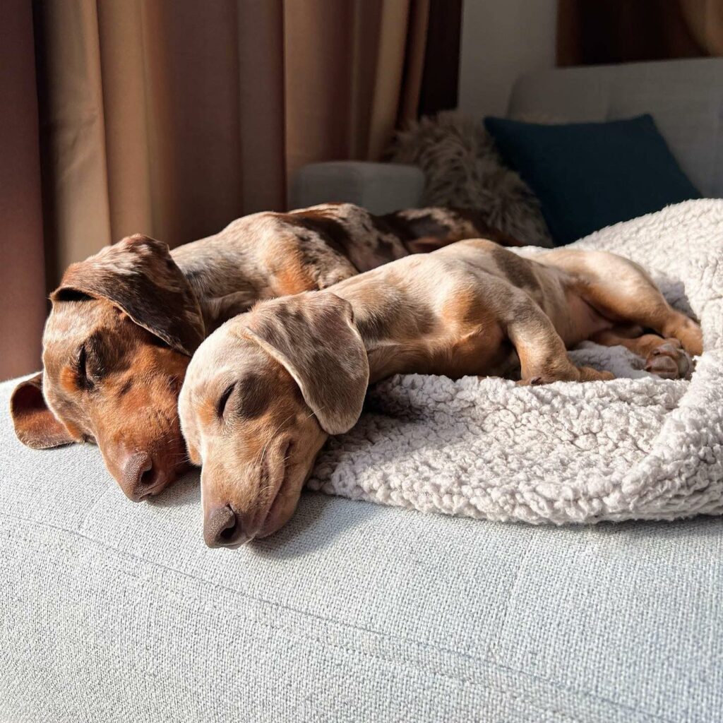 ドイツに住むミニチュアダックスフンドのバロウとヘイリーはいつでもどこでも一緒よく海にいくことが多く、ビーチで隣同士のんびり寝そべったり、時には黄昏たり…!?朝か ドイツに住むミニチュアダックスフンドのバロウとヘイリーはいつでもどこでも一緒よく海にいくことが多く、ビーチで隣同士のんびり寝そべったり、時には黄昏たり…!?朝か