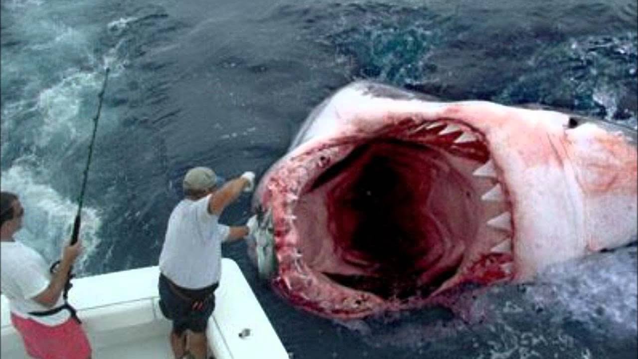 サメが、シャークが大襲撃! 世界記録(?)600キロのサメに、巨大ザメ食べる謎の生物など、一挙紹介!- ニュースまとめ - MAGMOE
