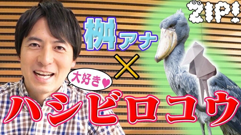 桝アナ大絶叫!ハシビロコウを折ってみた。桝アナの折り紙動物園#8【ZIP!公式チャンネル】【#家で一緒にやってみよう】