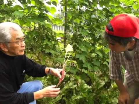 『地の味土の香～ならの直売所"菜"発見』 -片平あかねを'菜'発見