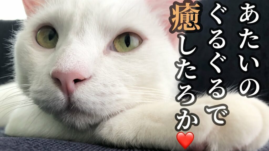 【ASMR】リリーのゴロゴロがバイクみたいでたまらんたまらん…❤️