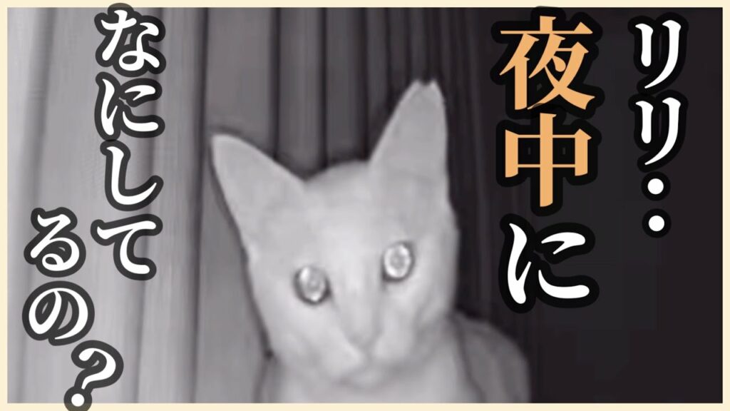 【ペットカメラ】元野良猫リリーは夜中何してるか見てみたら、衝撃の映像が…
