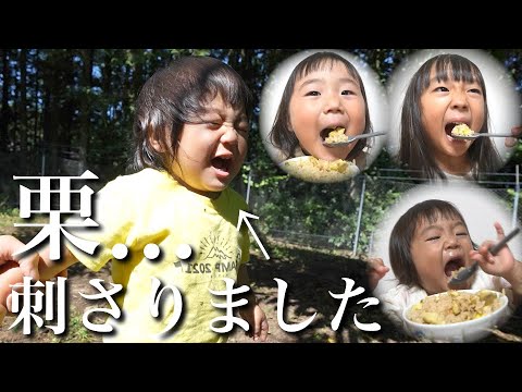 初めての栗拾いで大号泣…栗を拾って食べまくる3姉妹！【爆食の秋】