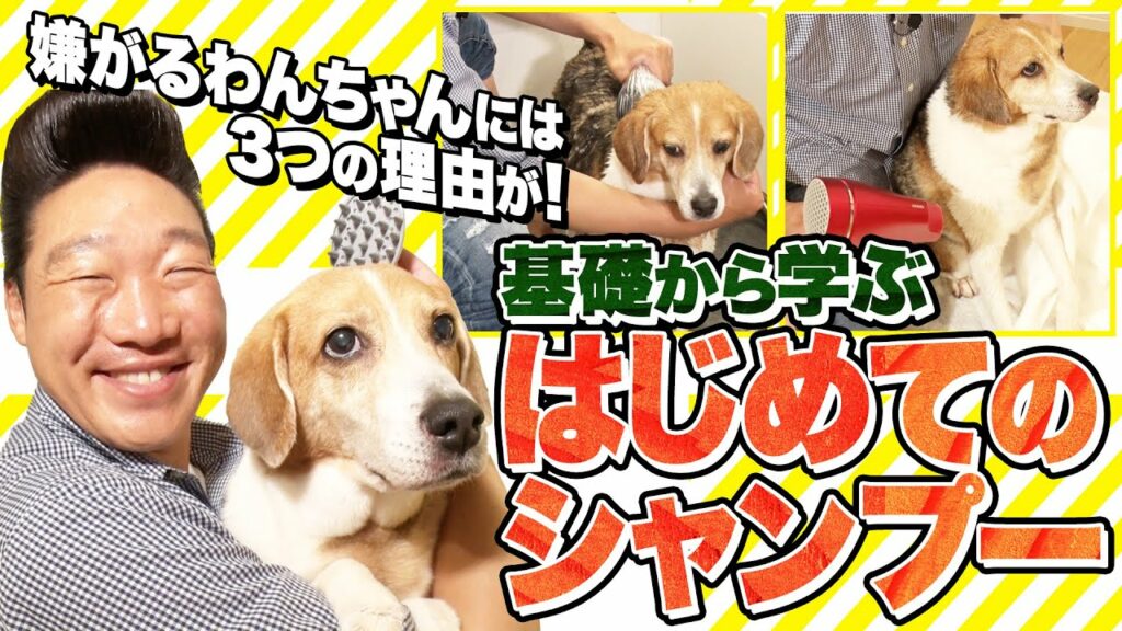 みやぞん はじめての挑戦！知らないことだらけ！「犬のシャンプー」の基礎、わかりやすく解説します！