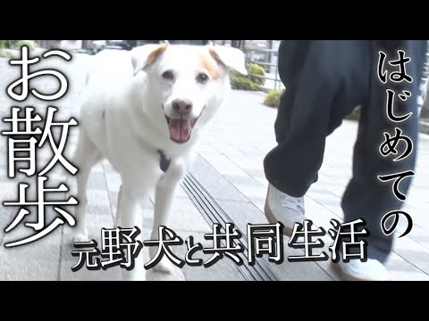 【保護犬】元野犬ウォンカ、佐野勇斗とはじめての散歩で・・・【元野犬と共同生活】 【保護犬】元野犬ウォンカ、佐野勇斗とはじめての散歩で・・・【元野犬と共同生活】