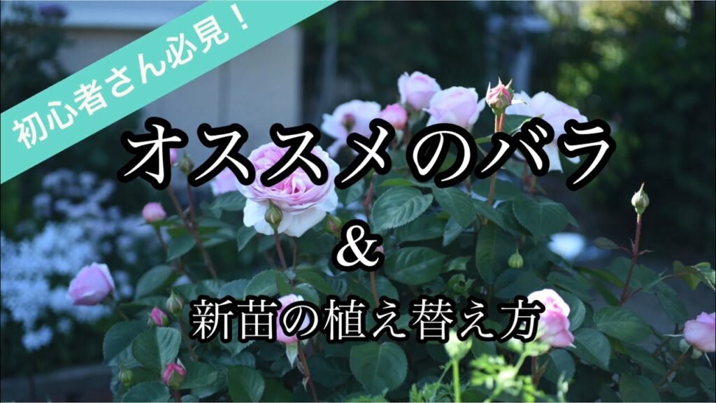 【丈夫でオススメのバラと、新苗の植え替え方】初心者でも楽に育てられるバラ 2021年4月26日