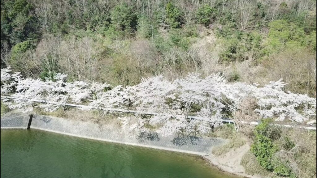 MAVIC 三田　桜　空撮