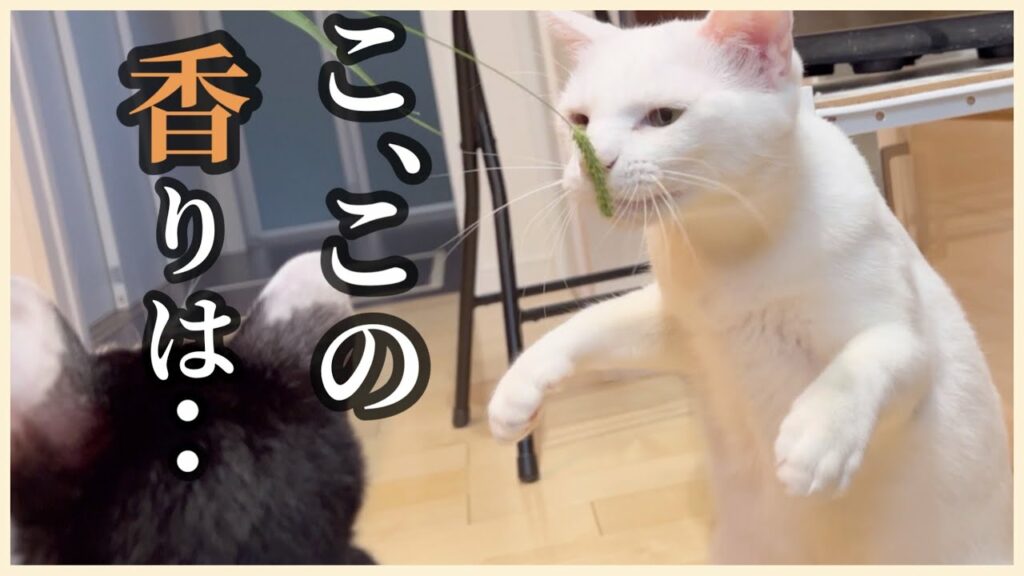 【日常】元野良猫リリーに天然猫じゃらしを見せたら、野良時代を思い出したみたいです。