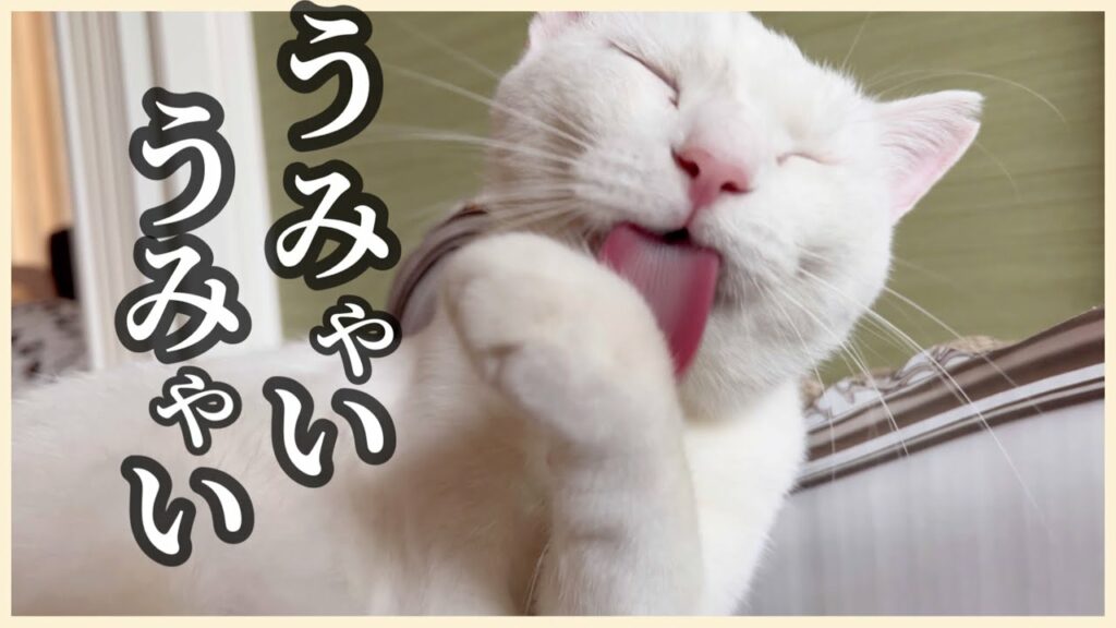 【夜勤明け】リリーに好かれたいから毎日ご飯あげてみたら…