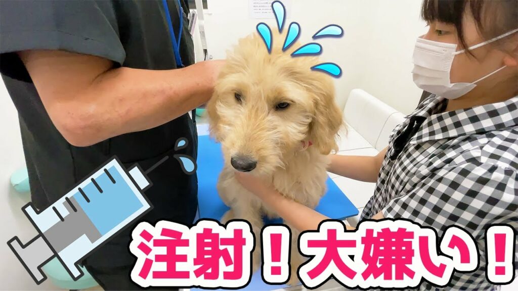 病院で注射嫌がる犬3匹🐶狂犬病予防接種！【VLOG】 - はねまりチャンネル