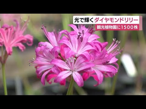 「美しすぎる」光があたると花びらキラキラ　ダイヤモンドリリーが見ごろ　静岡・掛川市
