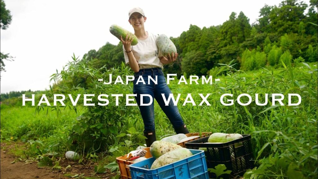 【Harvest Vegetable】Summer Vegetable:Wax Gourd/実は夏野菜？？冬瓜を収穫しました！