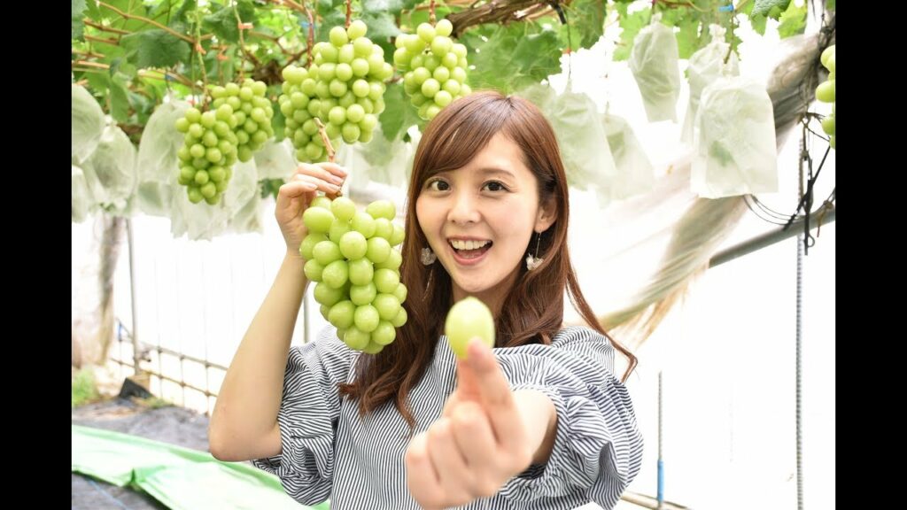 高画質【ブドウ（シャインマスカット）】JAフルーツ山梨×かとう唯