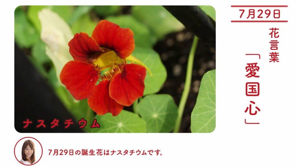 7月29日 ナスタチウム 今日の誕生花 今日の花言葉 7月29日 ナスタチウム 今日の誕生花 今日の花言葉