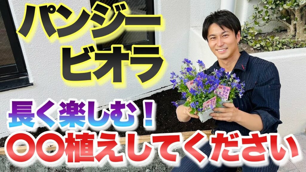 【パンジー・ビオラ】長く楽しむための庭への植え付け方法【園芸】【ガーデニング】 【パンジー・ビオラ】長く楽しむための庭への植え付け方法【園芸】【ガーデニング】