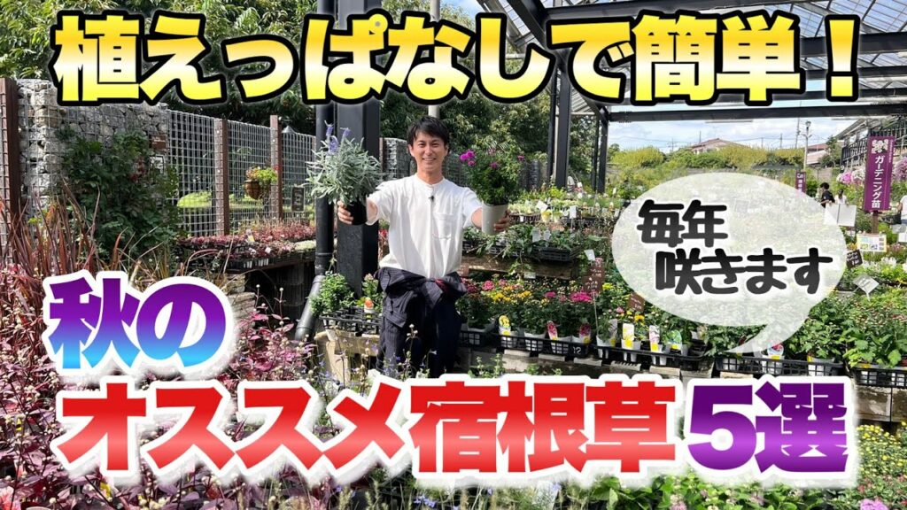 【祝！100回目】 三上的 秋オススメの宿根草5選！！【ガーデニング】【園芸】