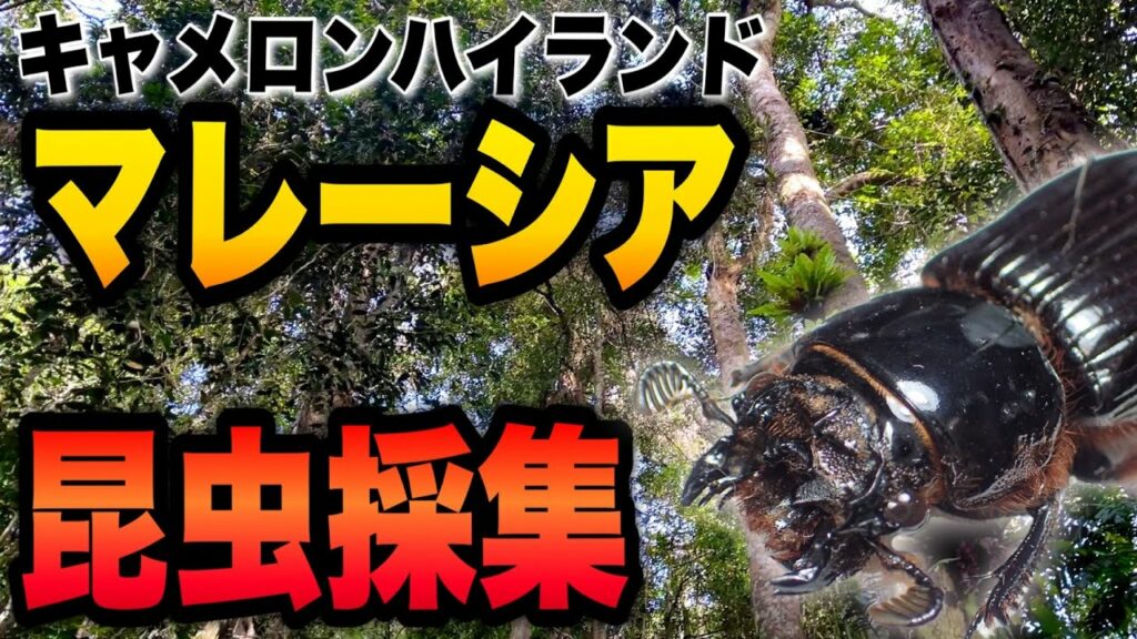 【海外昆虫採集】マレーシア・キャメロンハイランドで昆虫採集してきました