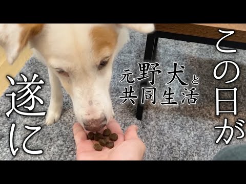 【保護犬】元野犬のウォンカが佐野勇斗に心を開きはじめました【元野犬と共同生活】 【保護犬】元野犬のウォンカが佐野勇斗に心を開きはじめました【元野犬と共同生活】