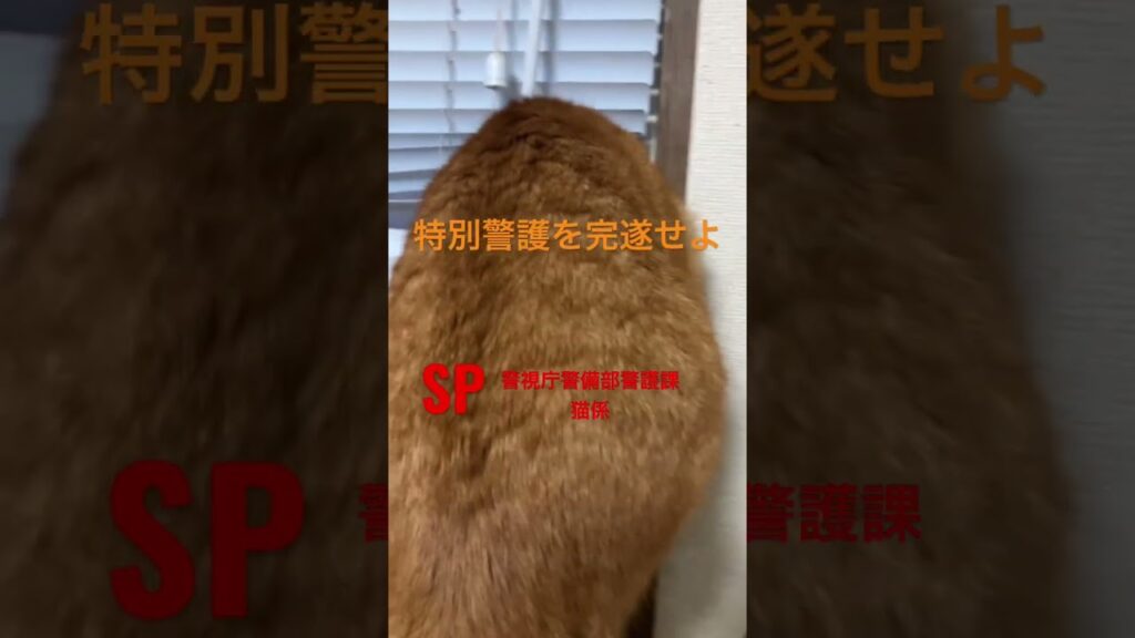 #shorts #保護猫 #ねこ #ぱこみー #SP #堤真一#岡田准一#ニャルソック #茶トラ