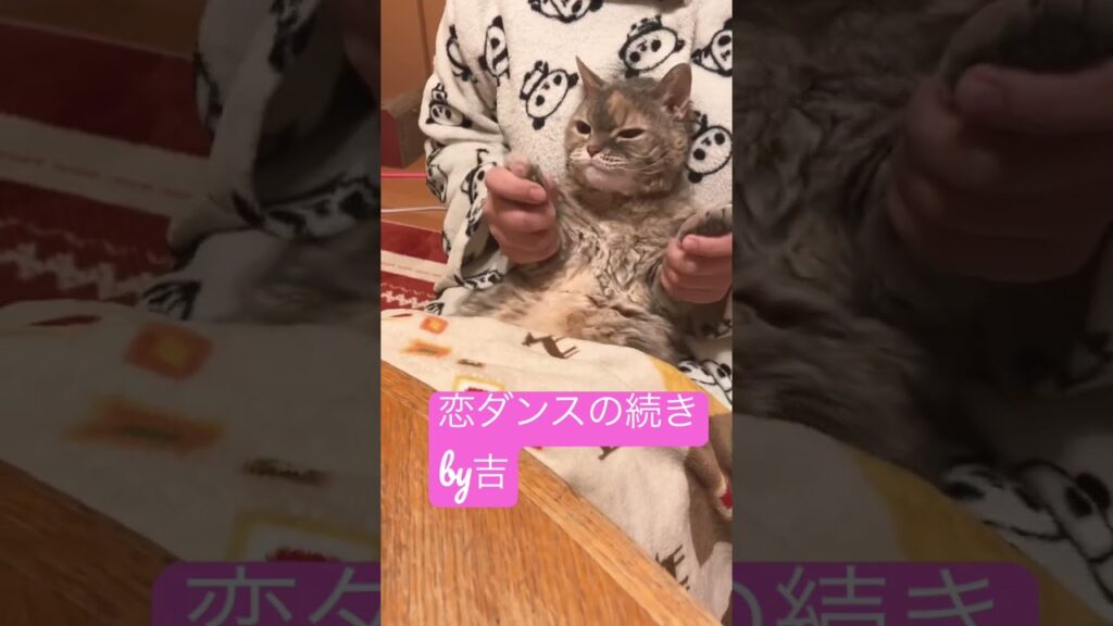 今ごろ恋ダンス #セルカークレックス #cat #恋ダンス#星野源