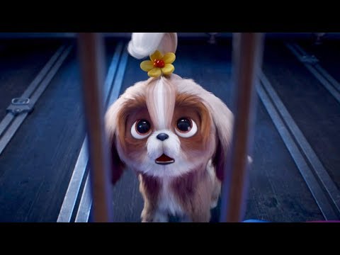 伊藤沙莉のハスキーボイスを活かしたキュートなシーズー/映画『ペット2』予告編 伊藤沙莉のハスキーボイスを活かしたキュートなシーズー/映画『ペット2』予告編