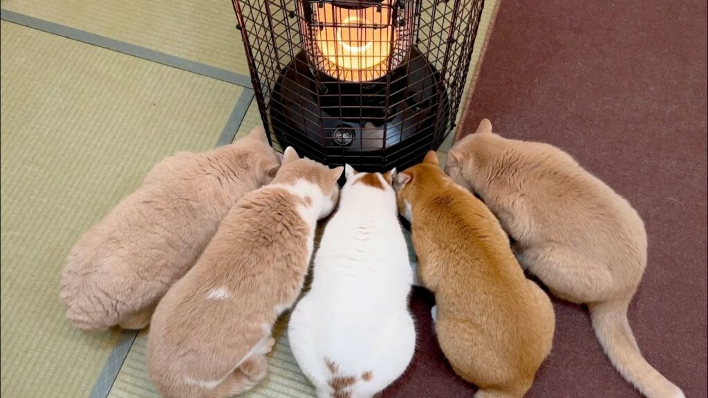 10年に一度の最強寒波でストーブから離れられない